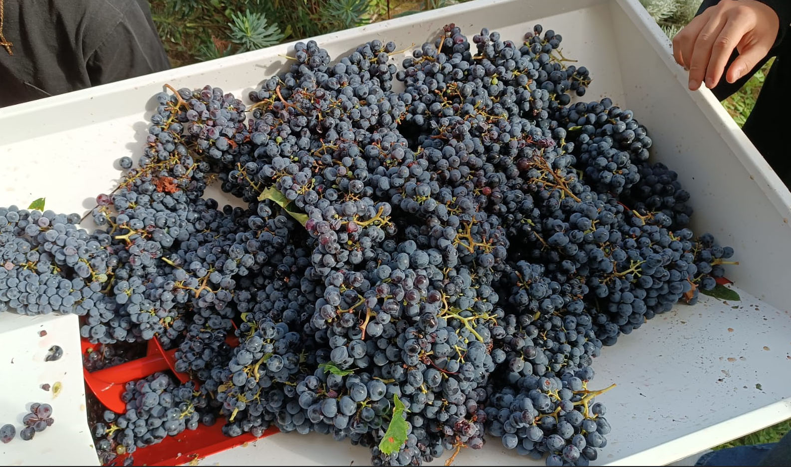 foto_1